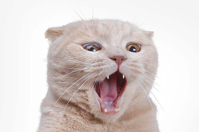 伊朗冲突进入第六日：黄金巨震、美债被抛 美元才是终极避险？